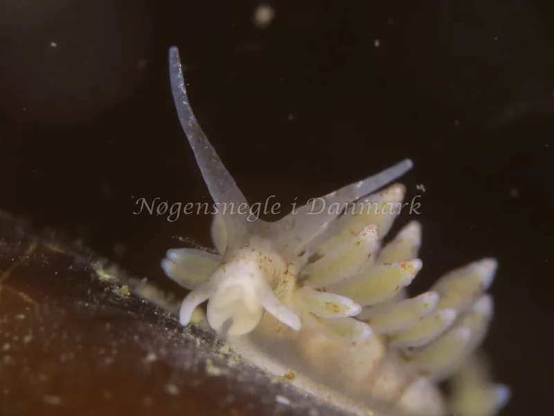 Eubranchus rupium - Lyngsbo Strand - Foto: HP Ølgaard