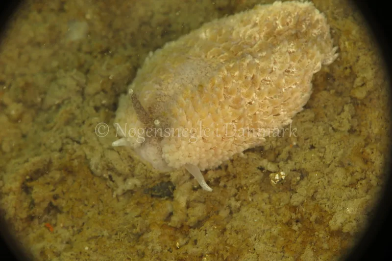 Aeolidiella glauca - Skolevraget - Foto: Ib Sørensen