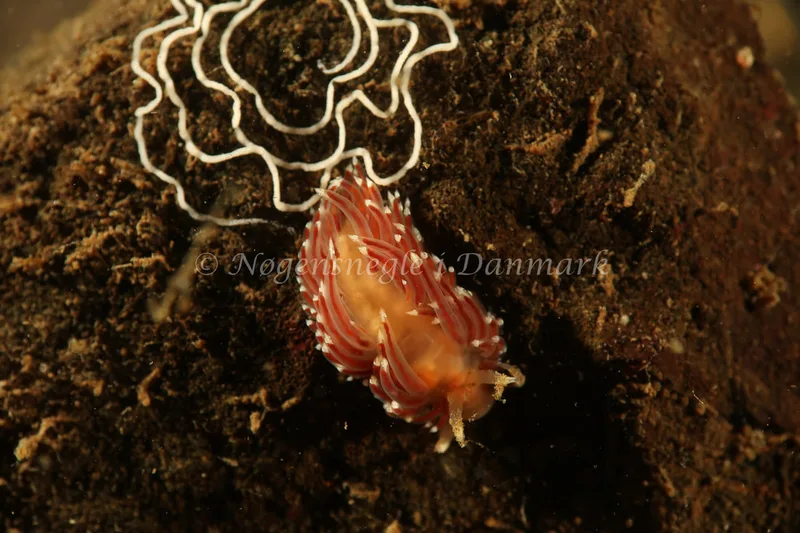 Facelina bostoniensis - Lyngsbo Strand - Foto: Søren Skov Nielsen