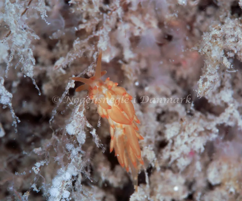 Amphorina viriola - Barken, Saltum Strand - Foto: Ib Sørensen