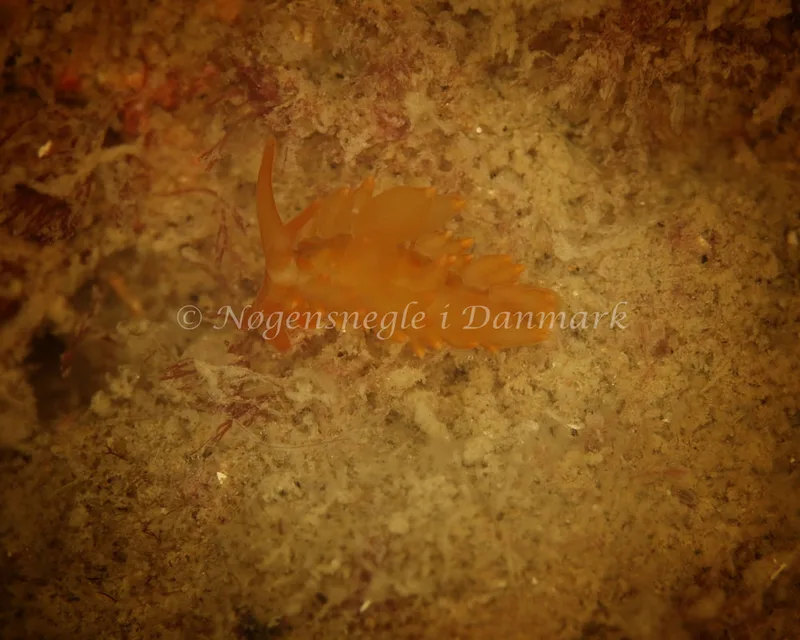 Amphorina andra - Crescent (Vrag) - Foto: Ib Sørensen