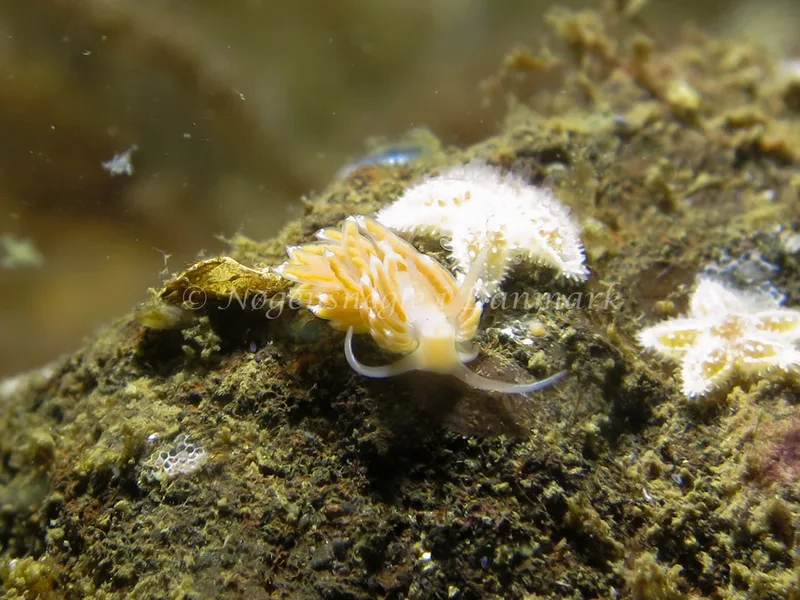 Facelina cf. bostoniensis - Lyngsbo Strand - Foto: AnneKatrine Frederiksen