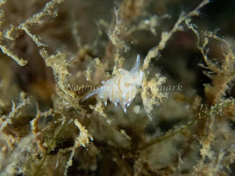 Facelina bostoniensis - Munkholmbroen - Foto: Jørn Ari