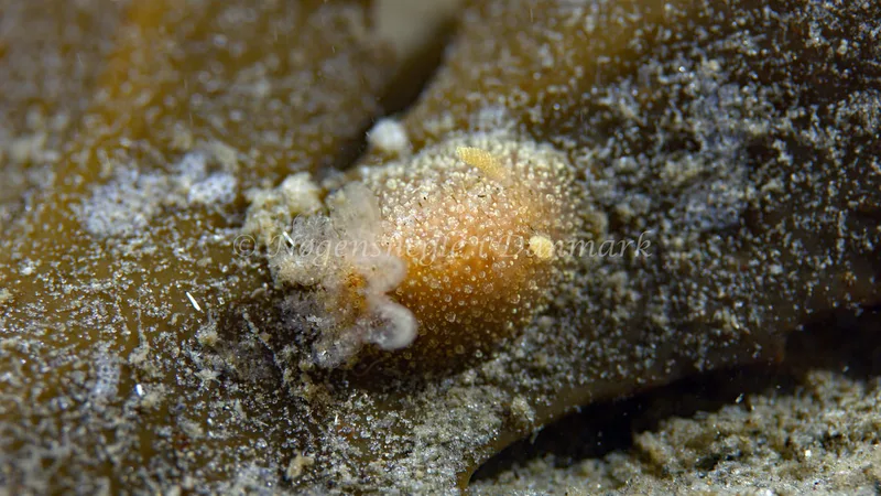 Acanthodoris pilosa - Trykkerdammen - Foto: Thomas Blume