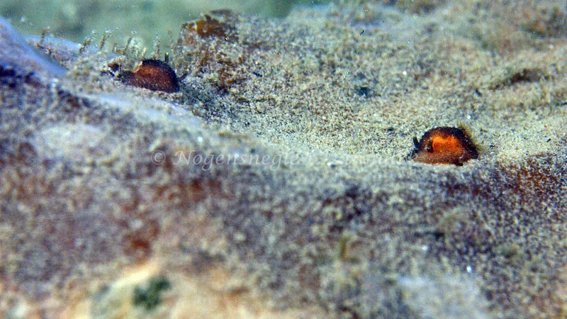 Acanthodoris pilosa - Trykkerdammen - Foto: Thomas Blume
