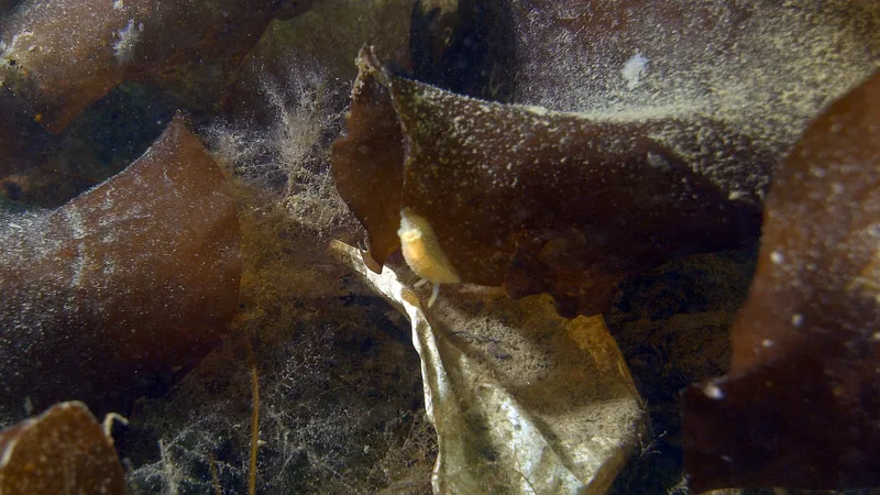 Acanthodoris pilosa - Trykkerdammen - Foto: Thomas Blume