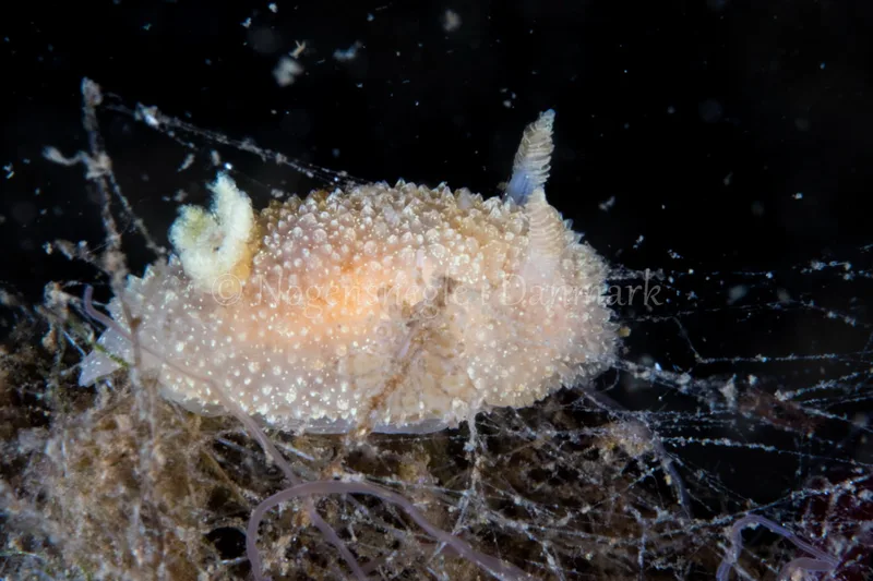 Acanthodoris pilosa - Verdens Ende, Sønderborg - Foto: Poul Erik Rasmussen