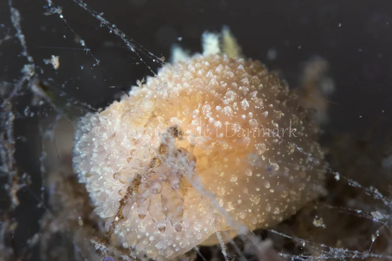 Acanthodoris pilosa - Verdens Ende, Sønderborg - Foto: Poul Erik Rasmussen