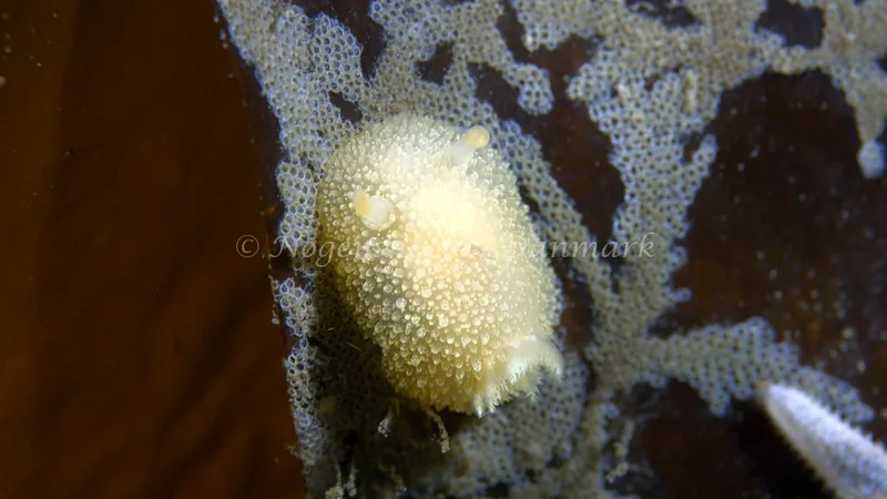 Acanthodoris pilosa - Trykkerdammen - Foto: Thomas Blume