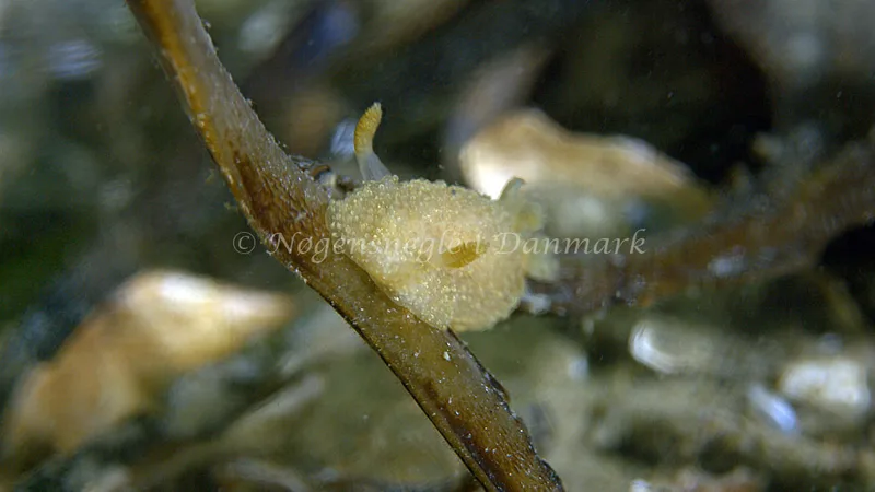 Acanthodoris pilosa - Trykkerdammen - Foto: Thomas Blume