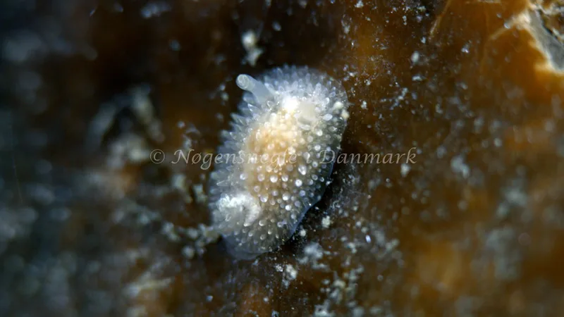 Acanthodoris pilosa - Trykkerdammen - Foto: Thomas Blume