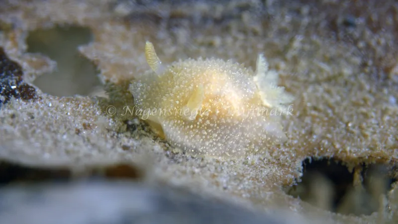 Acanthodoris pilosa - Trykkerdammen - Foto: Thomas Blume