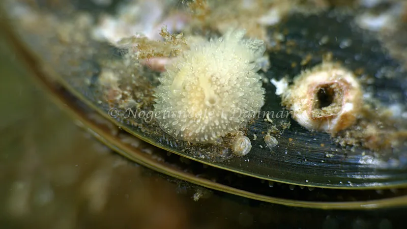 Acanthodoris pilosa - Trykkerdammen - Foto: Thomas Blume
