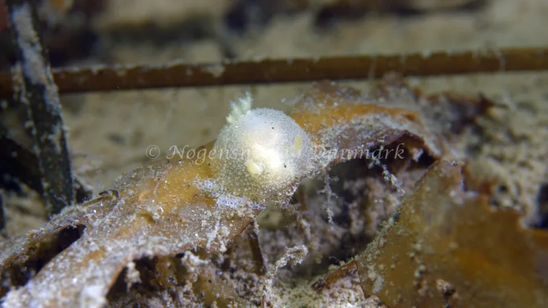 Acanthodoris pilosa - Trykkerdammen - Foto: Thomas Blume