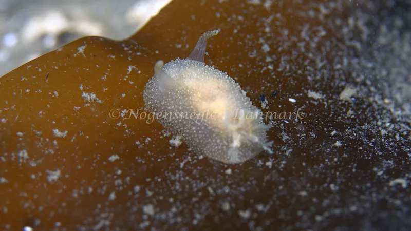 Acanthodoris pilosa - Trykkerdammen - Foto: Thomas Blume