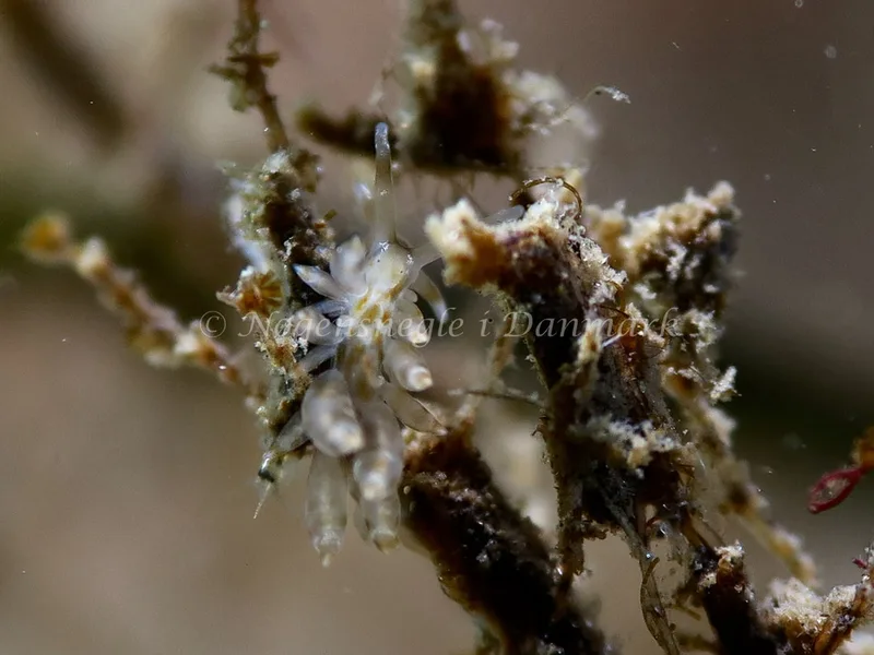Eubranchus exiguus - Lyngsbo Strand - Foto: HP Ølgaard