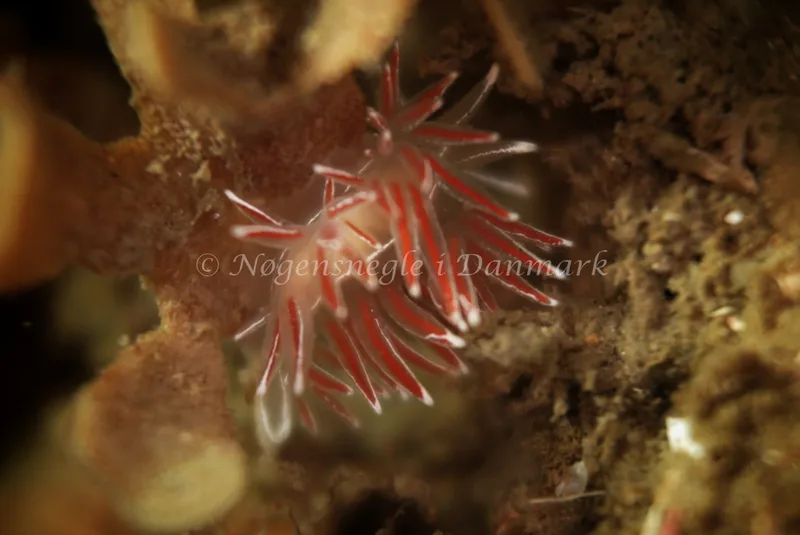 Fjordia lineata - Rødspættedamperen - Foto: Ib Sørensen