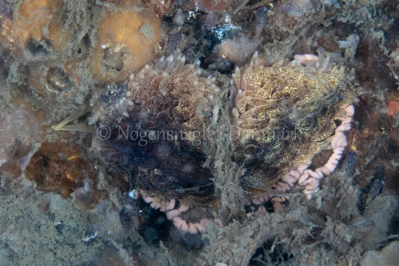 Aeolidia papillosa - Dykkerklubben Marsvinet - Foto: Poul Erik Rasmussen