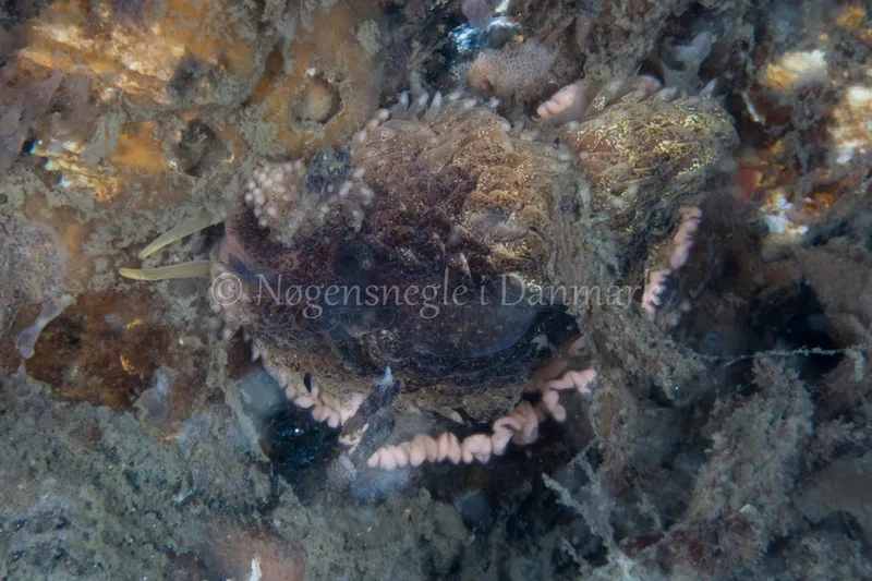 Aeolidia papillosa - Dykkerklubben Marsvinet - Foto: Poul Erik Rasmussen