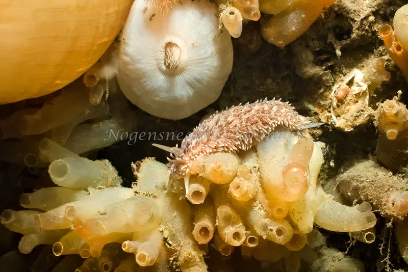Aeolidia papillosa - Prammen, Aarhusbugten - Foto: Klaus Kevin Kristensen