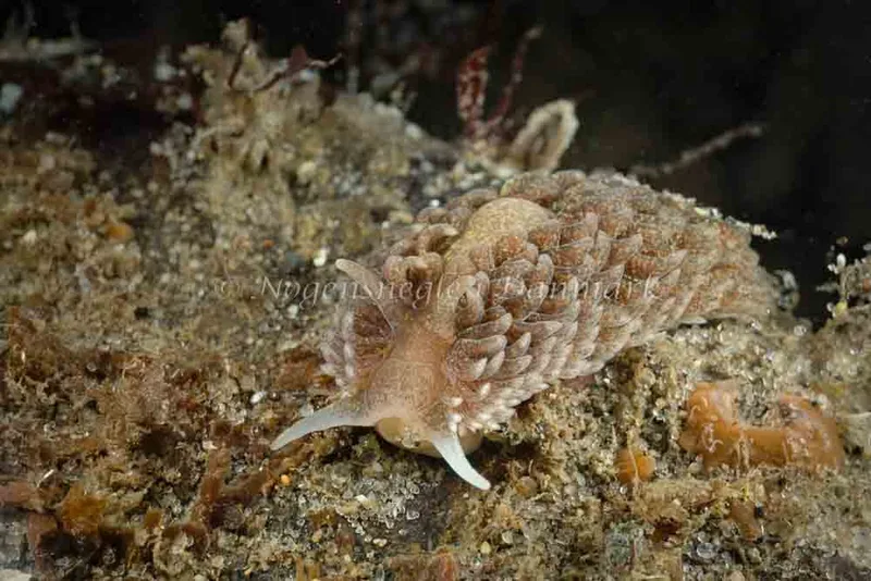 Aeolidia papillosa - Søbadet - Foto: Klaus Kevin Kristensen