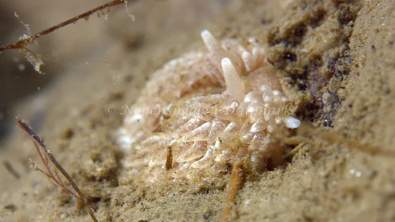 Aeolidiella glauca - Trykkerdammen - Foto: Thomas Blume