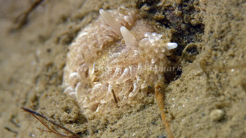 Aeolidiella glauca - Trykkerdammen - Foto: Thomas Blume
