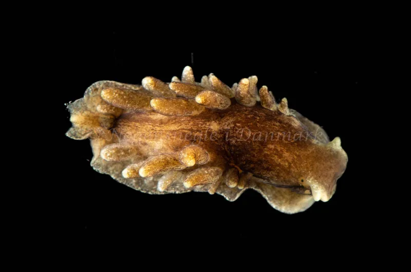 Alderia modesta (Saccoglossa) - Munkholmbroen - Foto: Jørn Ari