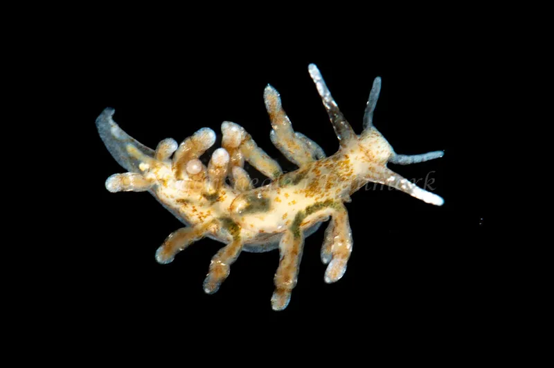 Eubranchus rupium - Munkholmbroen - Foto: Jørn Ari