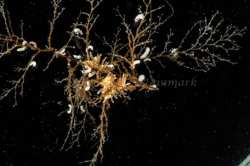 Eubranchus rupium - Munkholmbroen - Foto: Jørn Ari