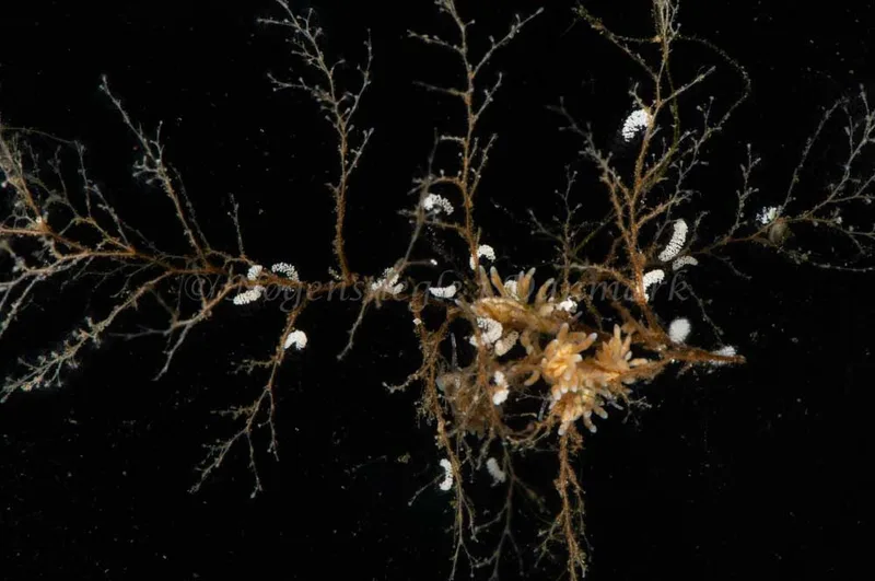 Eubranchus rupium - Munkholmbroen - Foto: Jørn Ari