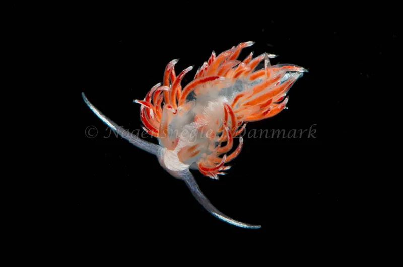 Coryphella sp. - Amigo (Vrag) - Foto: Jørn Ari