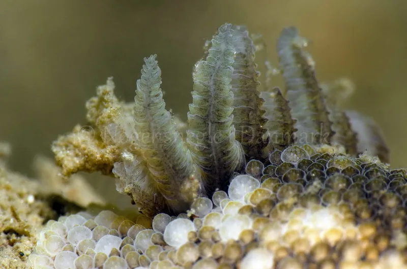 Onchidoris bilamellata