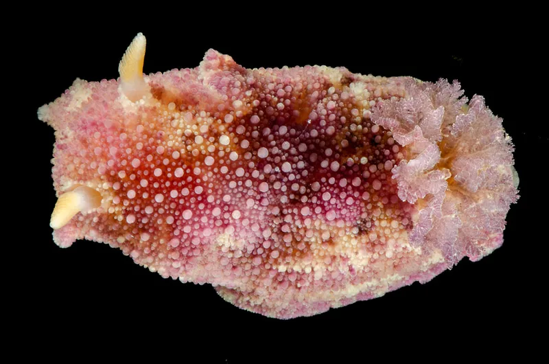 Billede af nøgensneglen Archidoris pseudoargus