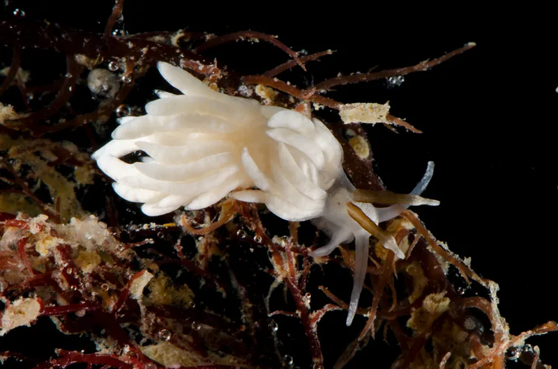 Billede af nøgensneglen Favorinus branchialis