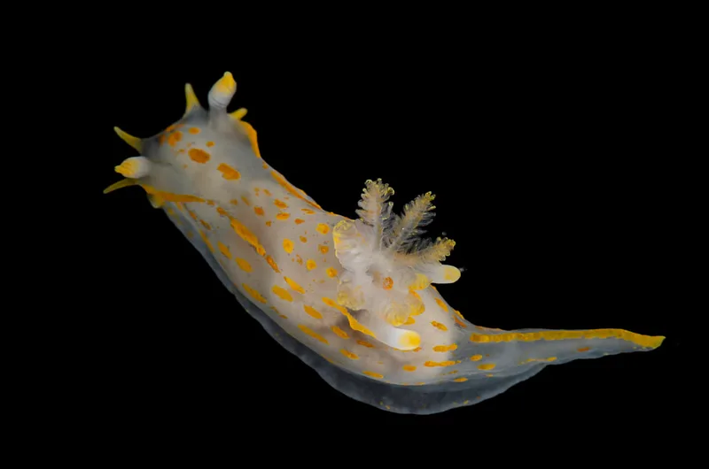 Billede af nøgensneglen Polycera quadrilineata