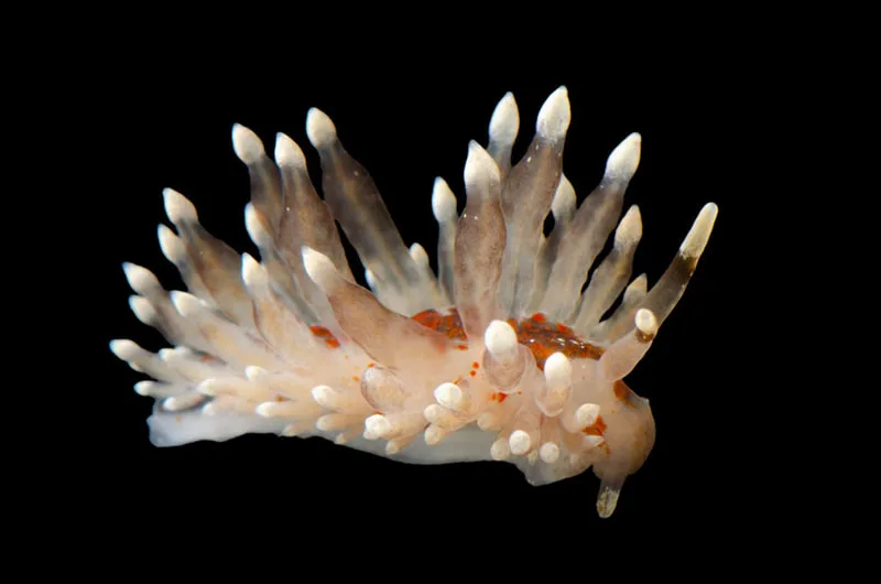 Billede af nøgensneglen Amphorina andra