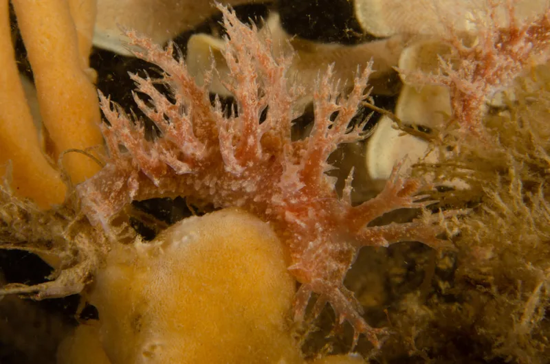 Billede af nøgensneglen Dendronotus frondosus