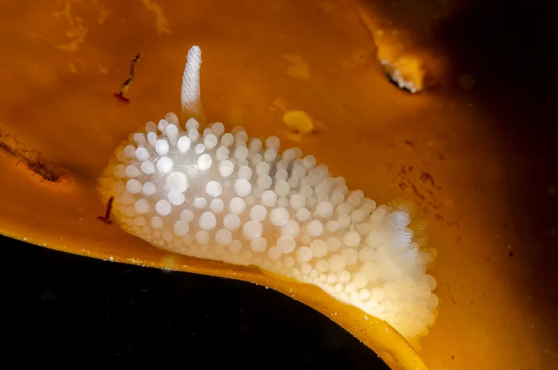 Billede af nøgensneglen Onchidoris muricata