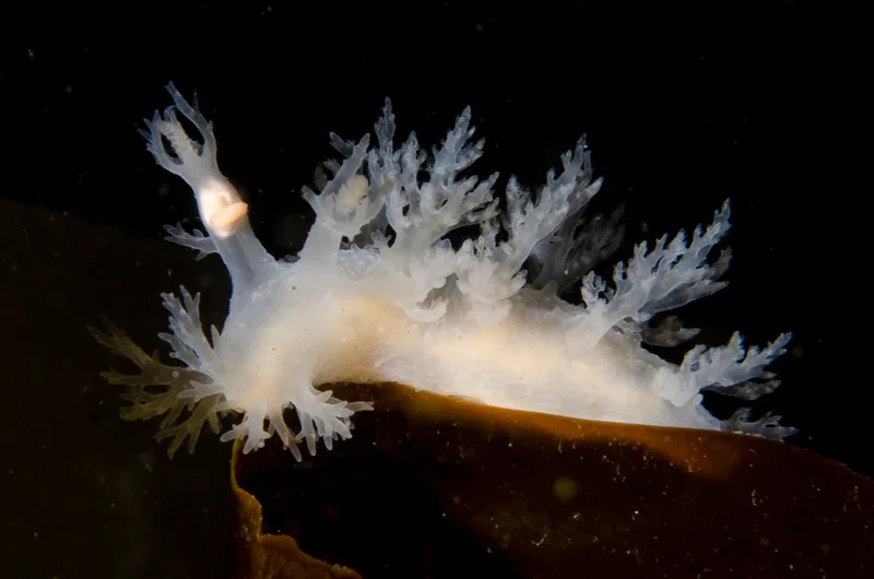 Billede af nøgensneglen Dendronotus lacteus