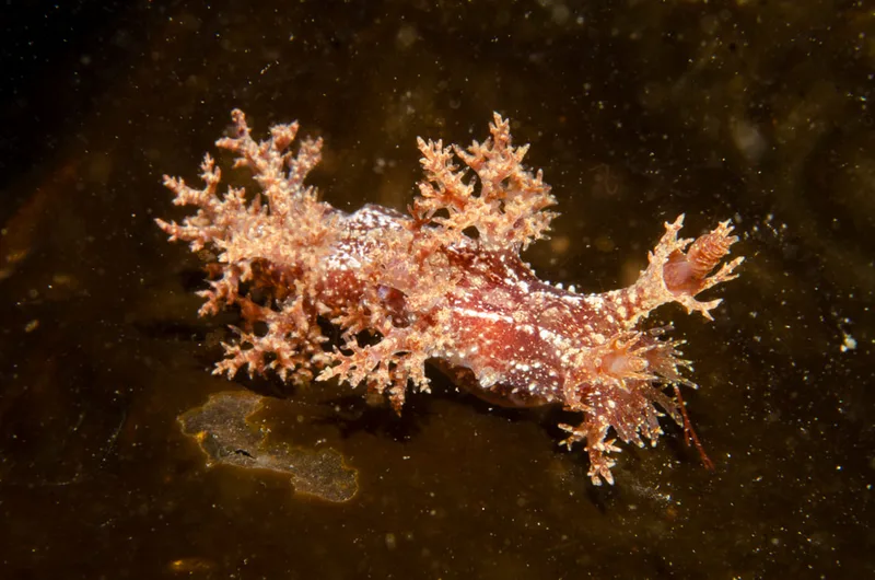 Billede af nøgensneglen Dendronotus frondosus