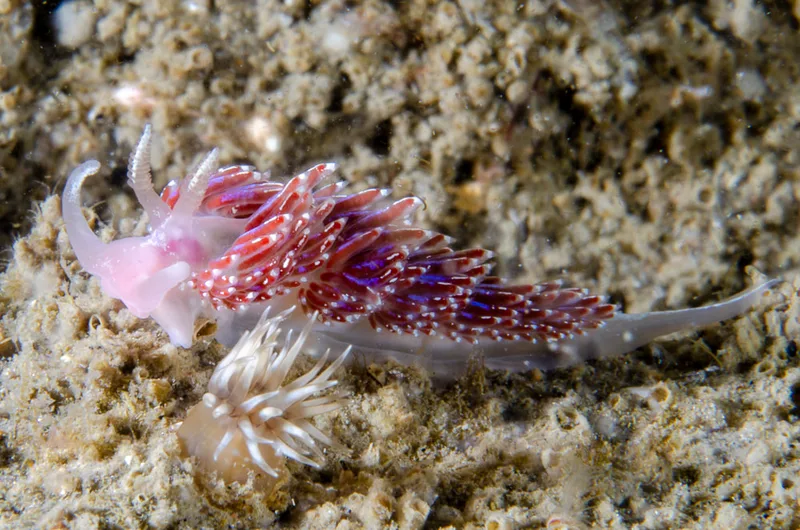 Billede af nøgensneglen Facelina auriculata