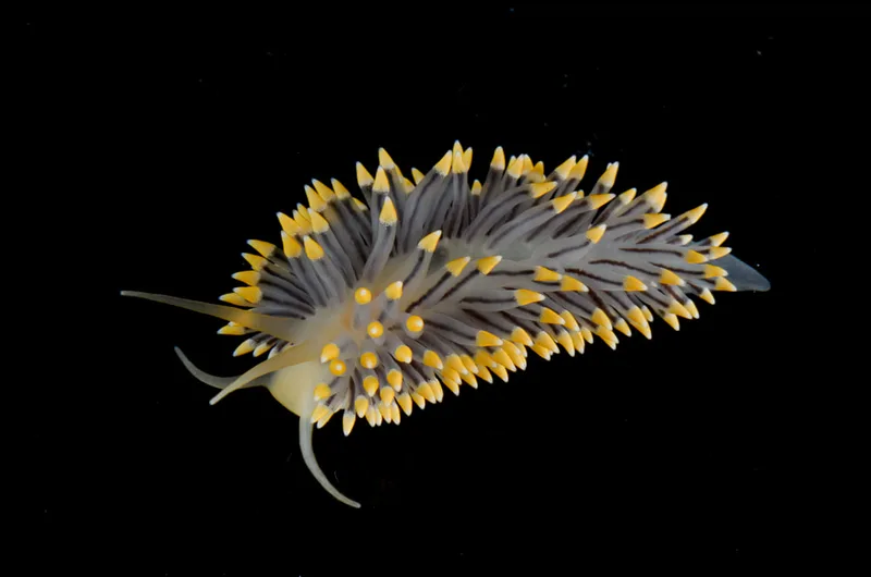 Billede af nøgensneglen Eubranchus tricolor