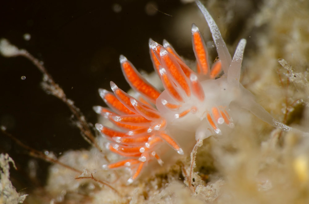 Microchlamylla gracilis, cerata og farvezoner close-up, Anholt, 2023