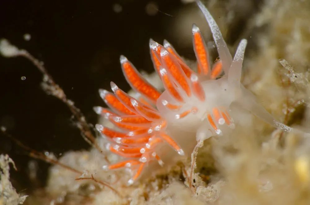 Microchlamylla gracilis, cerata og farvezoner close-up, Anholt, 2023