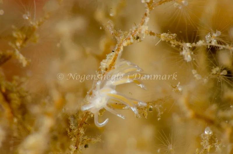 Facelina cf bostoniensis - Munkholmbroen - Foto: Jørn Ari