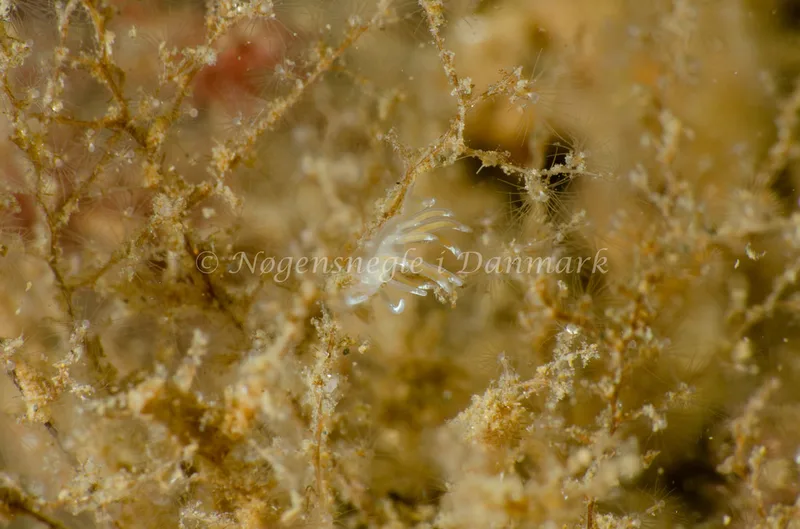 Facelina cf bostoniensis - Munkholmbroen - Foto: Jørn Ari