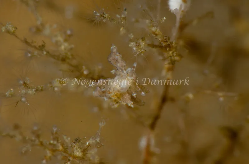 Eubranchus exiguus - Munkholmbroen - Foto: Jørn Ari