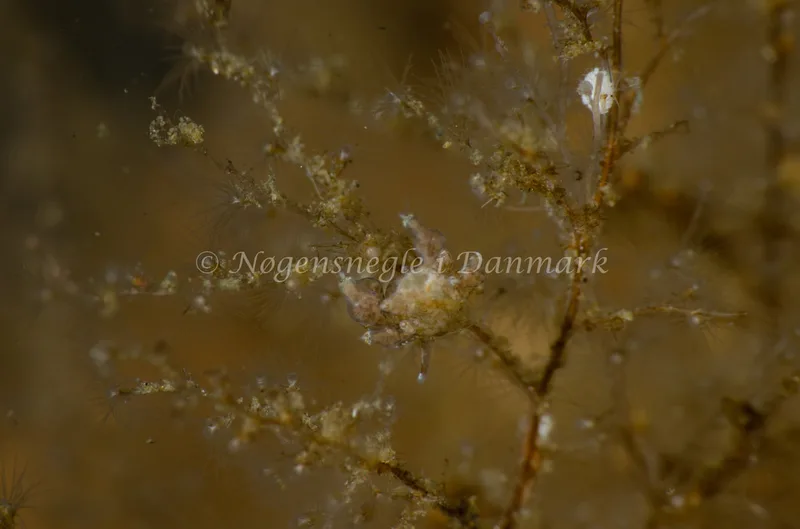 Eubranchus exiguus - Munkholmbroen - Foto: Jørn Ari