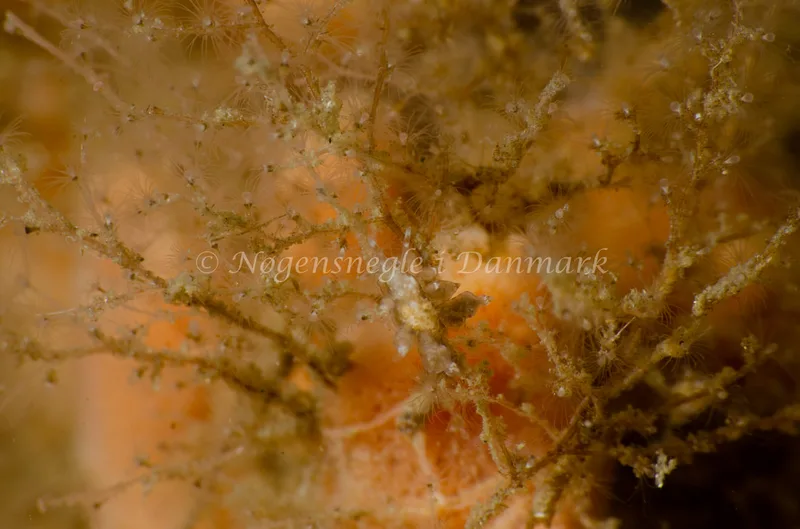 Eubranchus exiguus - Munkholmbroen - Foto: Jørn Ari